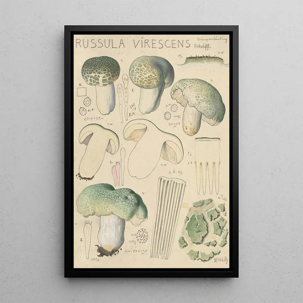 Russula virescens - Hans Baldung — framed artwork on a wall