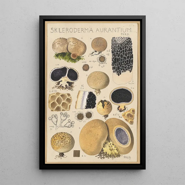 Scleroderma aurantium Pers - Hans Baldung — framed artwork on a wall