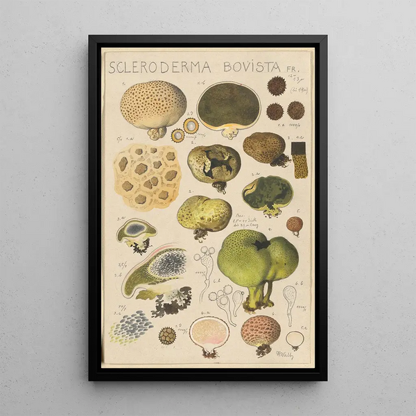 Scleroderma bovista - Hans Baldung — framed artwork on a wall