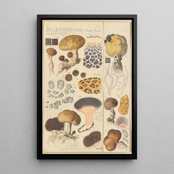 Scleroderma verrucosum - Hans Baldung — framed artwork on a wall