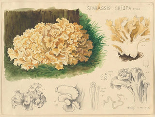 Sparassis crispa - Hans Baldung — weergave van het kunstwerk