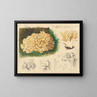 Sparassis crispa - Hans Baldung — ingelijst kunstwerk aan de muur
