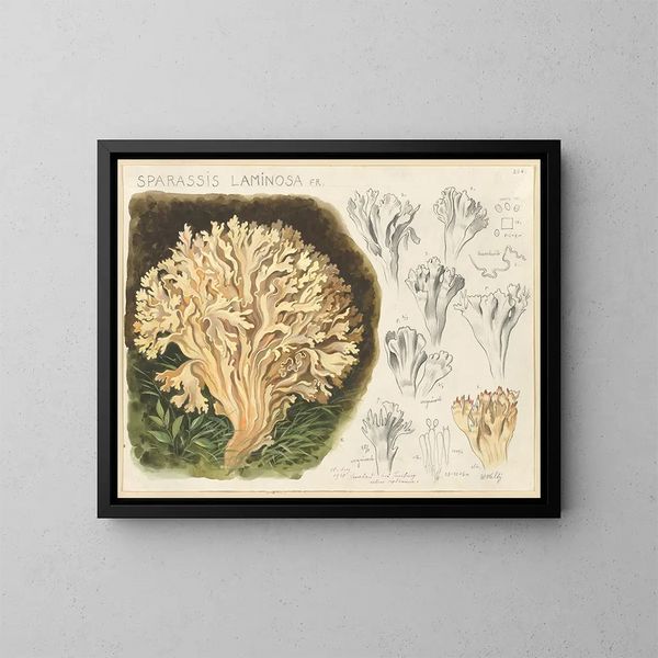 Sparassis laminosa - Hans Baldung — ingelijst kunstwerk aan de muur