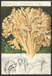 Sparassis laminosa Fries - Hans Baldung — weergave van het kunstwerk