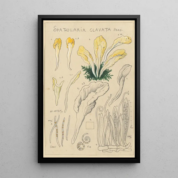 Spathularia clavata - Hans Baldung — framed artwork on a wall