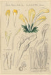 Spathularia clavata - Hans Baldung | Reproduction — weergave van het kunstwerk
