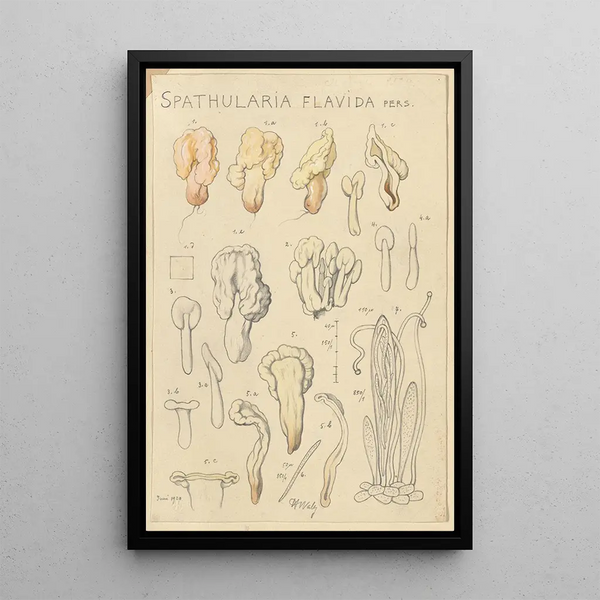 Spathularia flavida - Hans Baldung — framed artwork on a wall