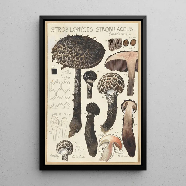 Strobilomyces strobilaceus Scop Berk - Hans Baldung — framed artwork on a wall