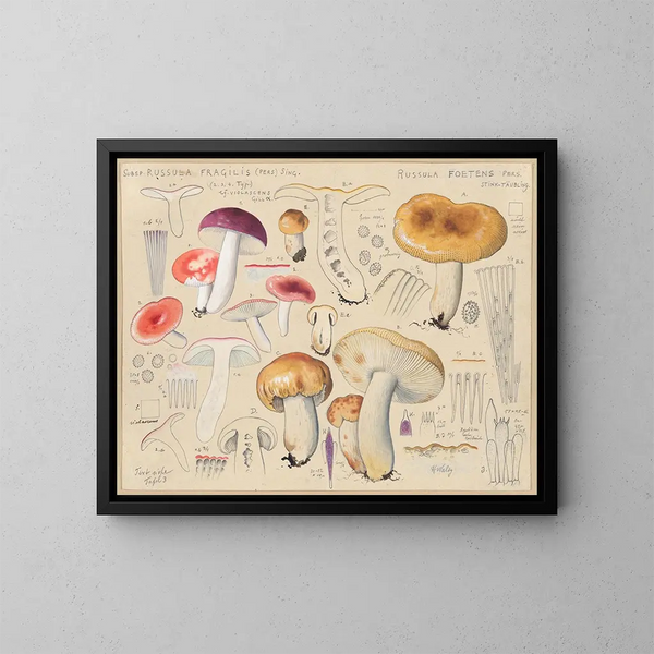 Russula foetens - Hans Baldung — ingelijst kunstwerk aan de muur