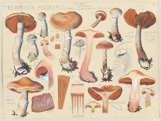 Telamonia macropus - Hans Baldung — weergave van het kunstwerk