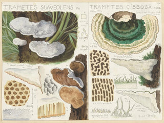 Trametes gibbosa - Hans Baldung — weergave van het kunstwerk