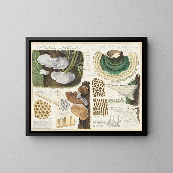 Trametes gibbosa - Hans Baldung — ingelijst kunstwerk aan de muur