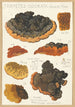 Trametes odorata Wulf Fries - Hans Baldung — weergave van het kunstwerk