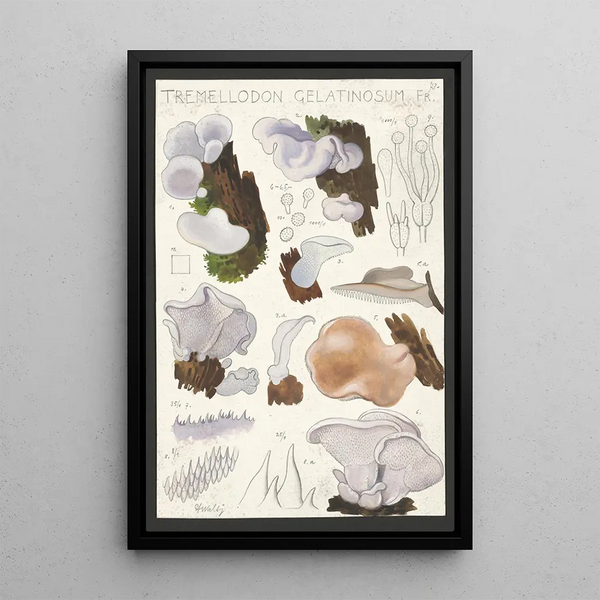 Tremellodon gelatinosum Fr - Hans Baldung — framed artwork on a wall