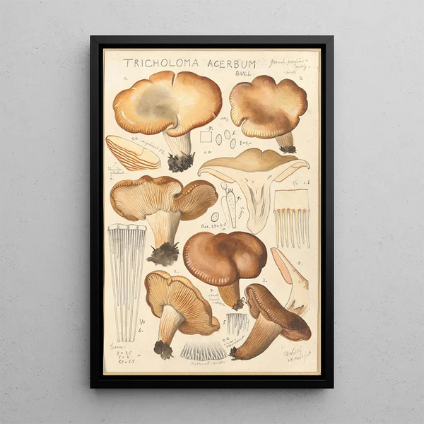 Tricholoma acerbum - Hans Baldung — framed artwork on a wall