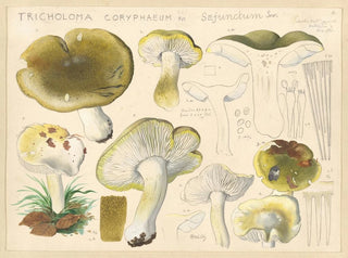 Tricholome coryphaeum Fr. sejunctum Sow - Hans Baldung — weergave van het kunstwerk