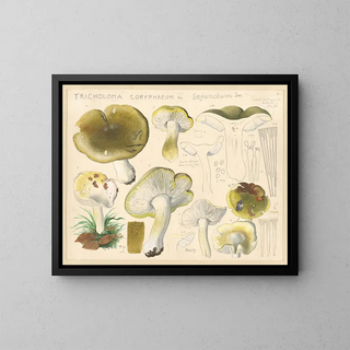 Tricholome coryphaeum Fr. sejunctum Sow - Hans Baldung — ingelijst kunstwerk aan de muur