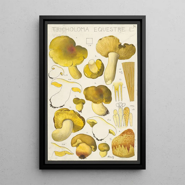 Tricholoma equestre L - Hans Baldung — framed artwork on a wall