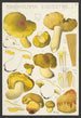 L: Tricholoma equestre Kunstdruk - Hans Baldung — weergave van het kunstwerk