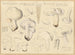 Tricholome gambosum - Hans Baldung — weergave van het kunstwerk