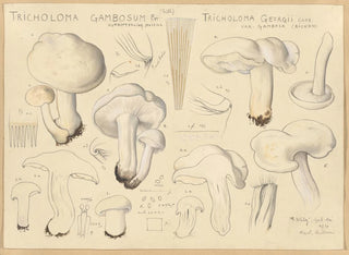 Tricholome gambosum - Hans Baldung — weergave van het kunstwerk