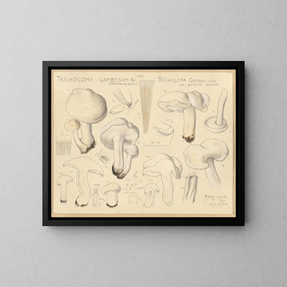 Tricholome gambosum - Hans Baldung — ingelijst kunstwerk aan de muur