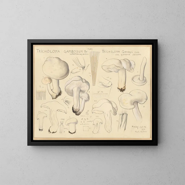 Tricholome gambosum - Hans Baldung — ingelijst kunstwerk aan de muur