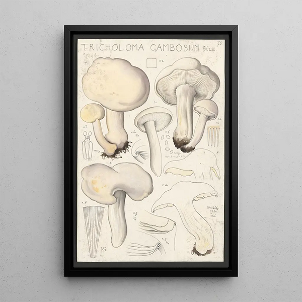 Tricholoma gambosum Gill - Hans Baldung — framed artwork on a wall