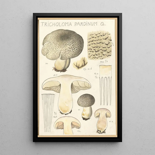 Tricholoma pardinum Q - Hans Baldung — framed artwork on a wall