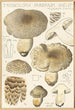Tricholoma pardinum quelet - Hans Baldung — weergave van het kunstwerk