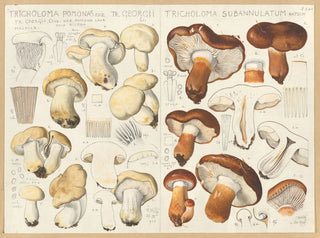 Tricholome de Pomone Tricholome subannulé - Hans Baldung — weergave van het kunstwerk