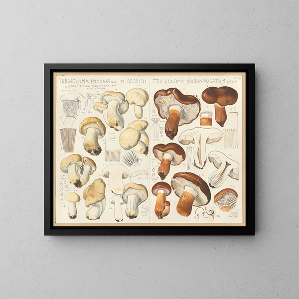 Tricholome de Pomone Tricholome subannulé - Hans Baldung — ingelijst kunstwerk aan de muur