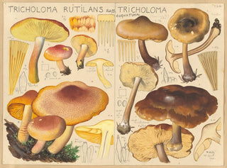 Tricholome rutilant Tricholome cognatum - Hans Baldung — weergave van het kunstwerk