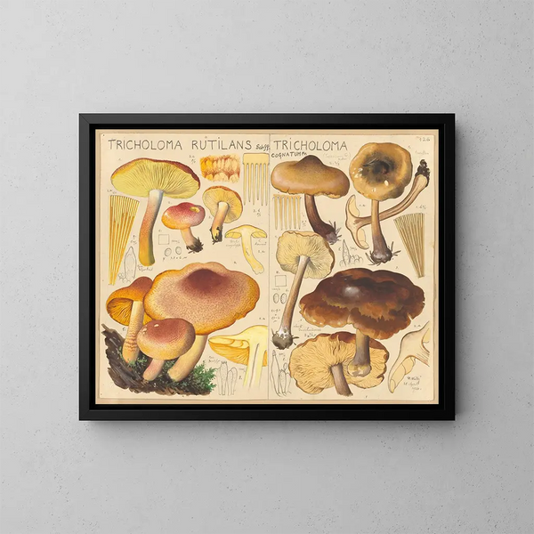 Tricholome rutilant Tricholome cognatum - Hans Baldung — ingelijst kunstwerk aan de muur