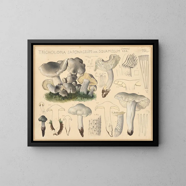 Tricholome saponacé var. squameux - Hans Baldung — ingelijst kunstwerk aan de muur