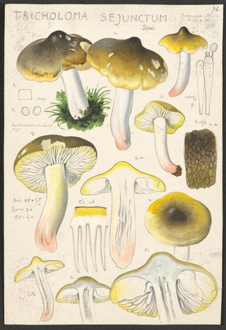 Hans Walty - Tricholoma sejunctum Sow.webp