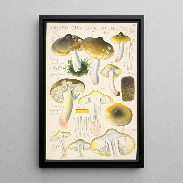 Tricholoma sejunctum Sow - Hans Baldung — framed artwork on a wall