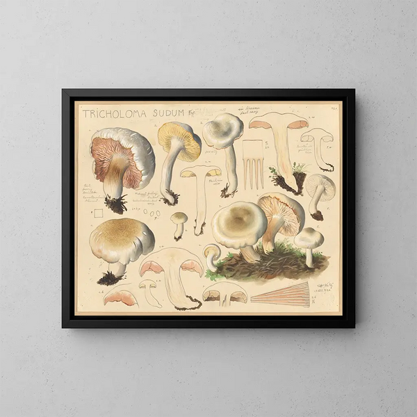Tricholome sudum - Hans Baldung — ingelijst kunstwerk aan de muur