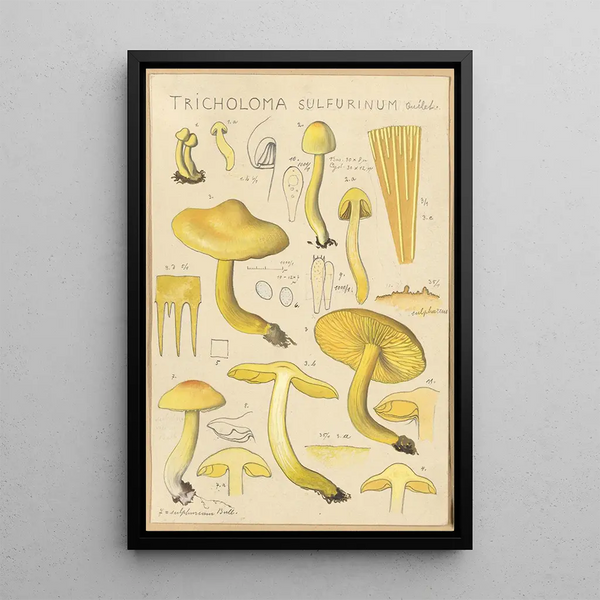 Tricholoma sulfurinum - Hans Baldung — framed artwork on a wall
