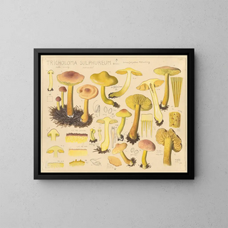 Tricholome soufré - Hans Baldung — ingelijst kunstwerk aan de muur