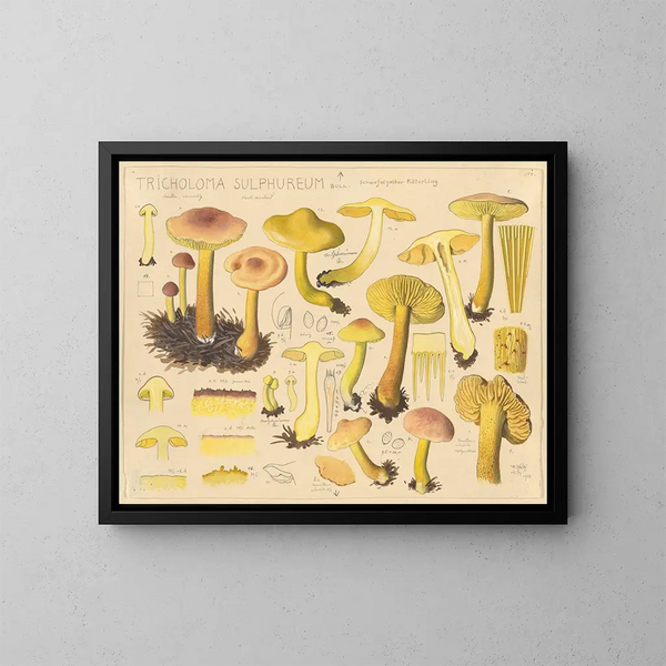 Tricholome soufré - Hans Baldung — ingelijst kunstwerk aan de muur