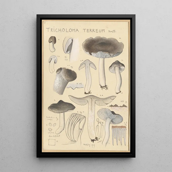 Tricholoma terreum - Hans Baldung — framed artwork on a wall