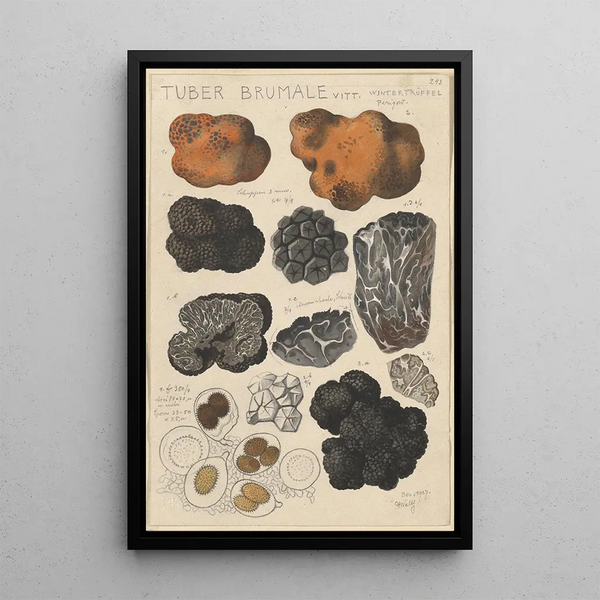 Tuber brumale - Hans Baldung — framed artwork on a wall
