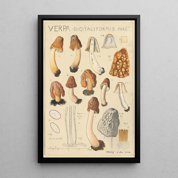 Verpa digitaliformis - Hans Baldung — framed artwork on a wall