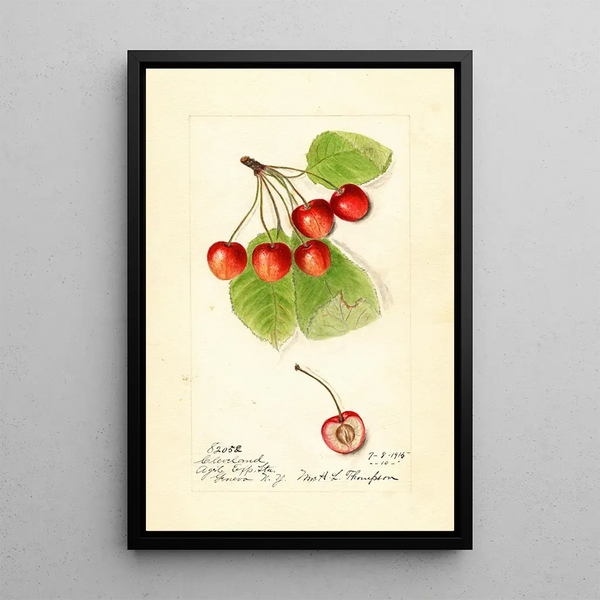 Prunus avium Cleveland - Harriet L Thompson — ingelijst kunstwerk aan de muur