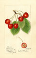 Prunus avium Florence - Harriet L Thompson — weergave van het kunstwerk