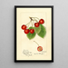 Prunus avium Florence - Harriet L Thompson — ingelijst kunstwerk aan de muur