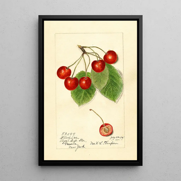 Prunus avium Florence - Harriet L Thompson — ingelijst kunstwerk aan de muur