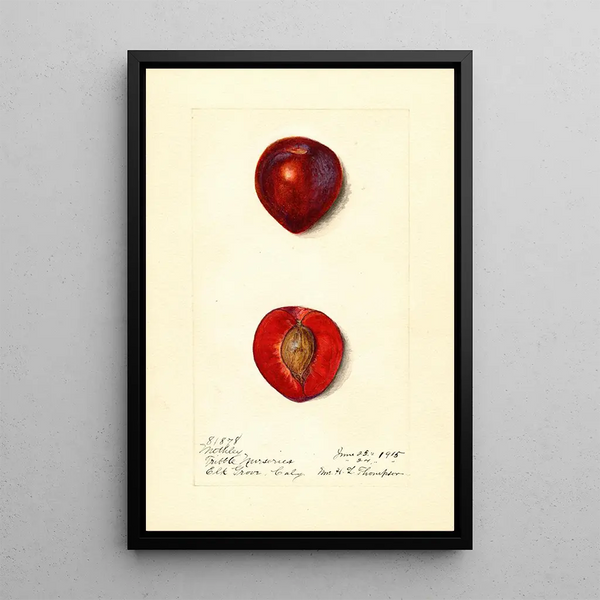Prunus domestica Methley - Harriet L Thompson — ingelijst kunstwerk aan de muur