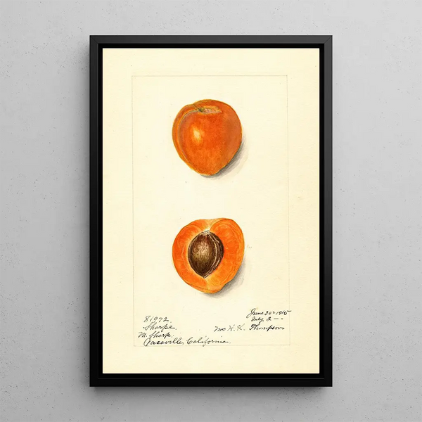 Prunus mume Sharpe - Harriet L Thompson — ingelijst kunstwerk aan de muur